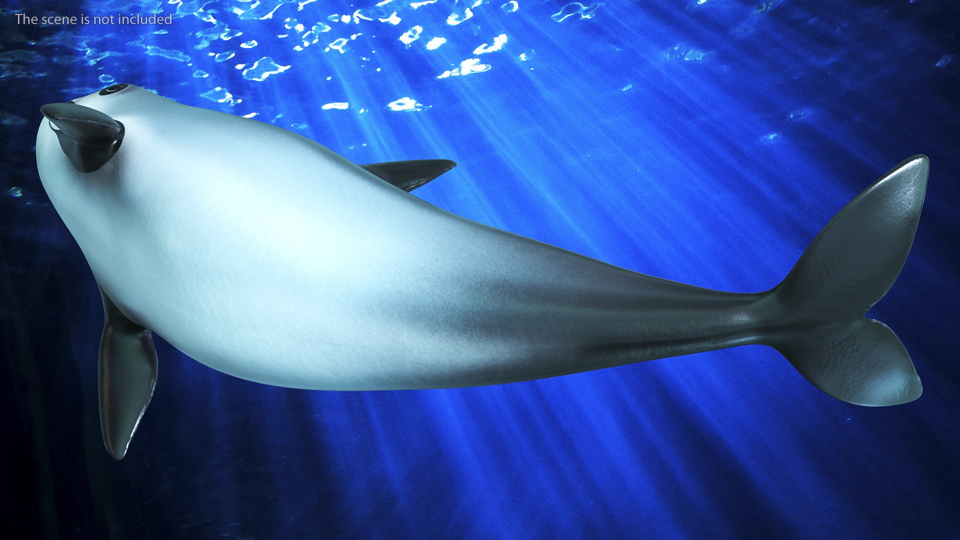 Smallest Cetacean Vaquita Rigged for Maya 3D https://p.turbosquid.com/ts-thumb/G2/tgV9UM/wh/smallestcetaceanvaquitariggedformaya3dsmodel019/jpg/1710276528/1920x1080/fit_q87/49c1139372e0d73cde1551d497e5b6a040d76599/smallestcetaceanvaquitariggedformaya3dsmodel019.jpg
