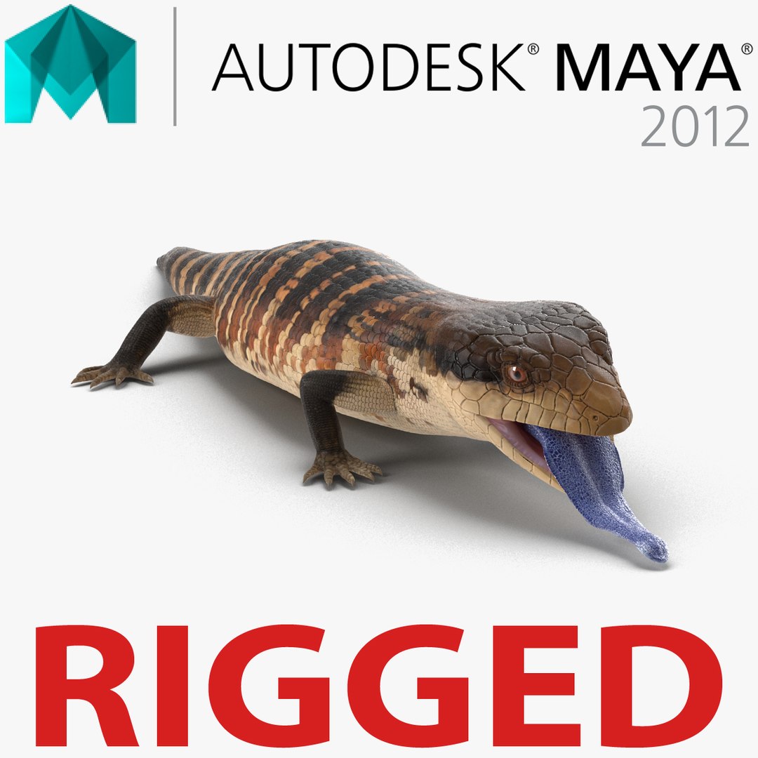 Blue Tongued Skink Rigged for Maya 3D Model preview