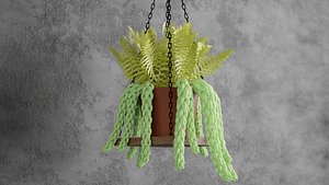 Succulent plant