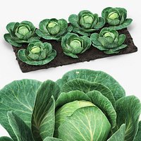 Cabbage Heads with Garden Bed Green