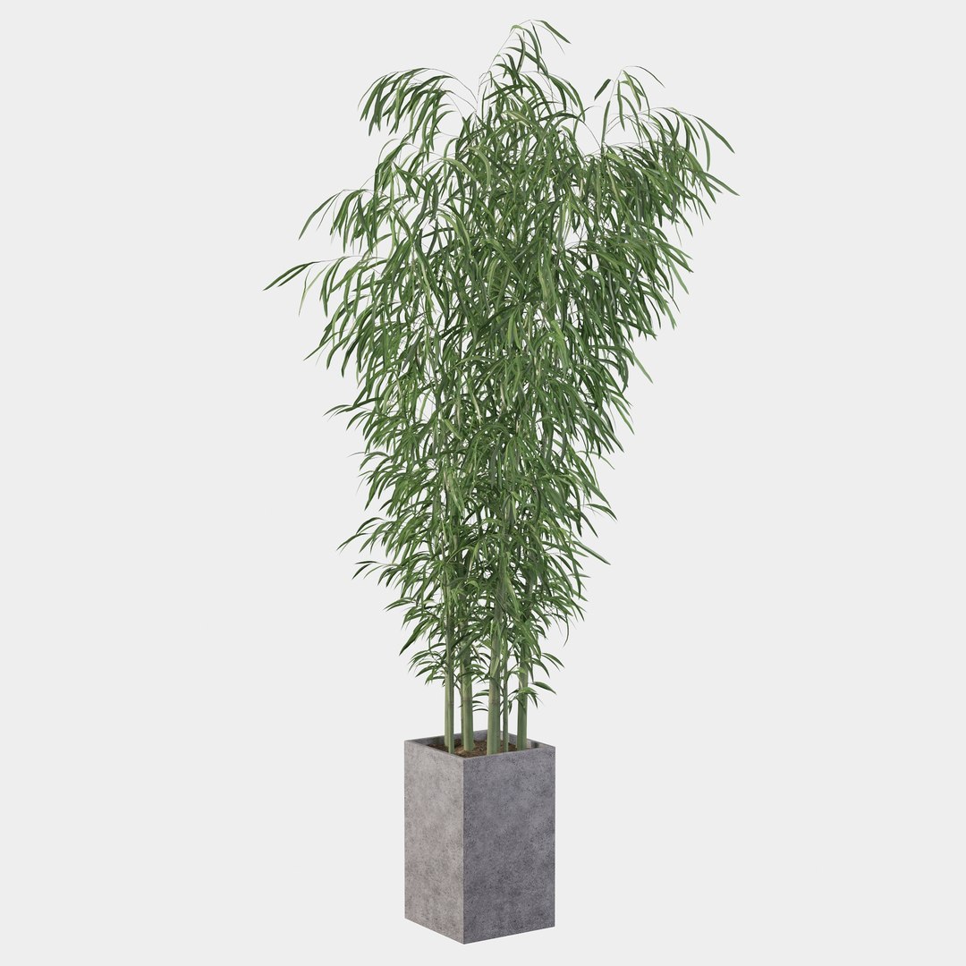 3D Bamboo in concrete pot model https://p.turbosquid.com/ts-thumb/G3/OA8HDU/G0/bamboo19/jpg/1648717009/1920x1080/fit_q87/d70fc22c9bf34b555548c1f38b8c41265cfe1a86/bamboo19.jpg