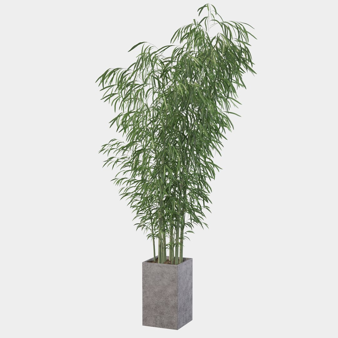 3D Bamboo in concrete pot model https://p.turbosquid.com/ts-thumb/G3/OA8HDU/HS/bamboo16/jpg/1648717008/1920x1080/fit_q87/c0857c87cddedd74d902a73876ccb19326382e1c/bamboo16.jpg
