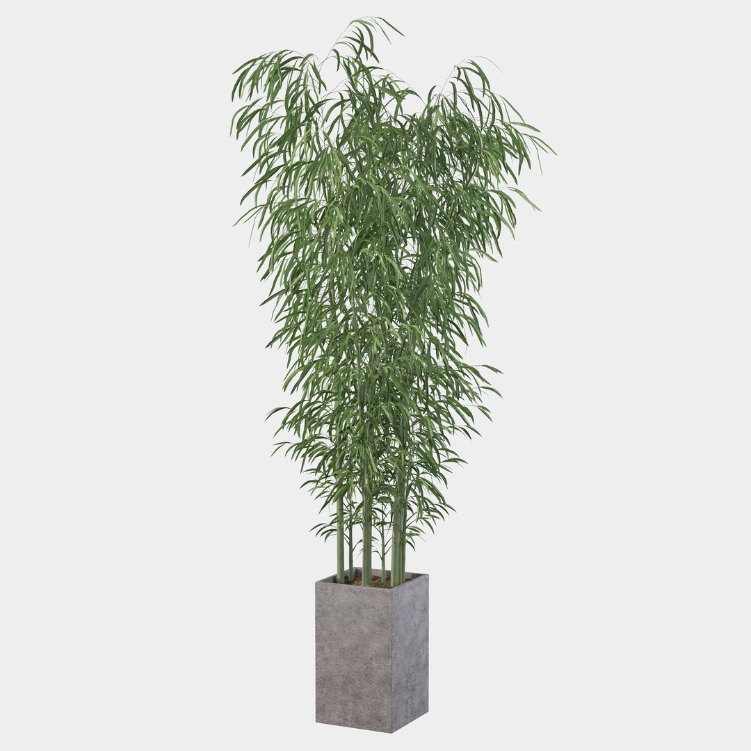 3D Bamboo in concrete pot model https://p.turbosquid.com/ts-thumb/G3/OA8HDU/Nb/bamboo21/jpg/1648717006/1920x1080/fit_q87/a7d7907bbc81fe8739e1ba608f2c8c55eb569c02/bamboo21.jpg