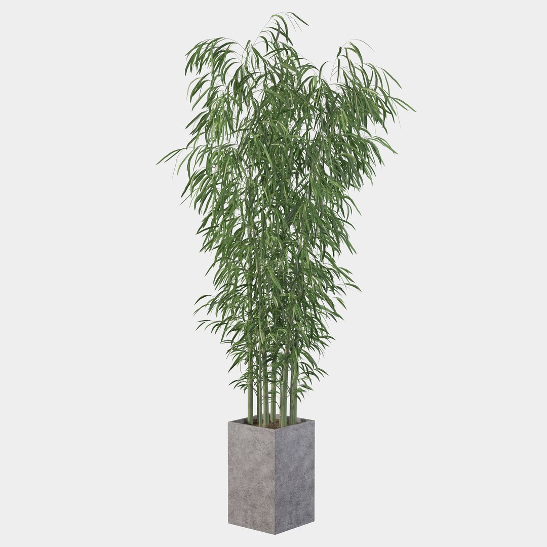 3D Bamboo in concrete pot model https://p.turbosquid.com/ts-thumb/G3/OA8HDU/X5/bamboo20/jpg/1648717006/1920x1080/fit_q87/dd7878aed4bf7087ac1606196593ec0b933a6926/bamboo20.jpg