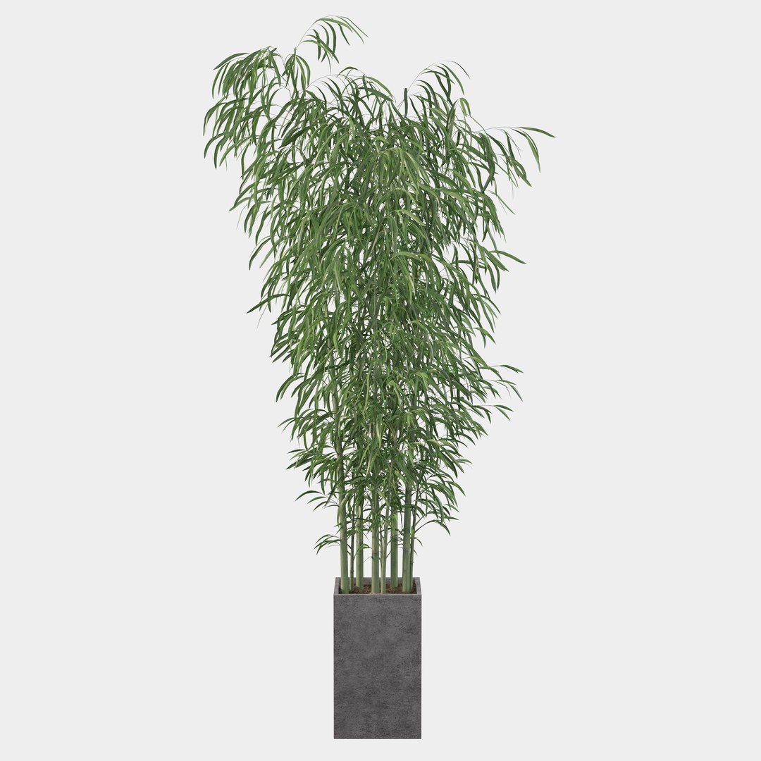 3D Bamboo in concrete pot model https://p.turbosquid.com/ts-thumb/G3/OA8HDU/gn/bamboo25/jpg/1648717008/1920x1080/fit_q87/06e8c9eb5899430326a3624c05084b0a4f25b397/bamboo25.jpg