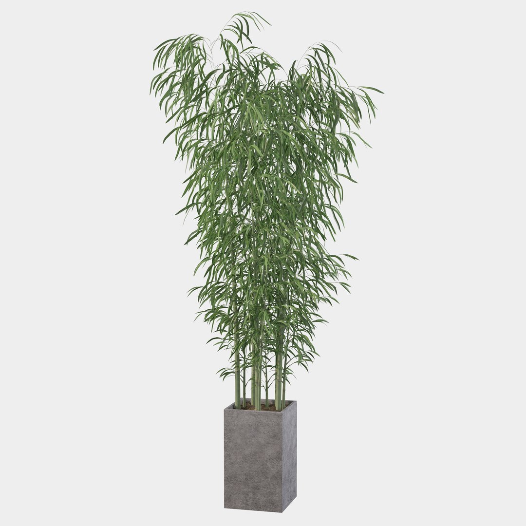 3D Bamboo in concrete pot model https://p.turbosquid.com/ts-thumb/G3/OA8HDU/lZ/bamboo22/jpg/1648717007/1920x1080/fit_q87/c288376c436f0fbf0e2cf9373db23fc15b8e4b57/bamboo22.jpg