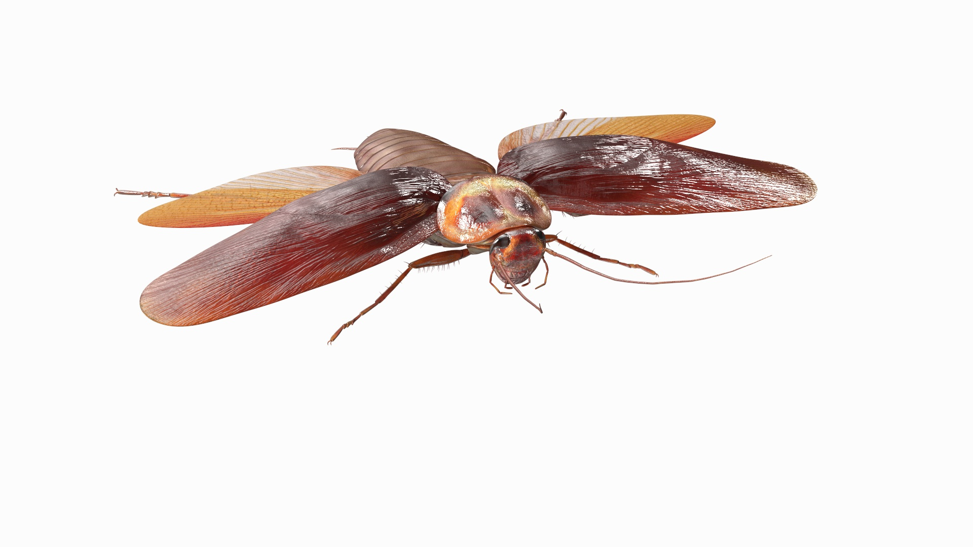 Flying Cockroach Rigged For Cinema 4D 3D Model - TurboSquid 2089077