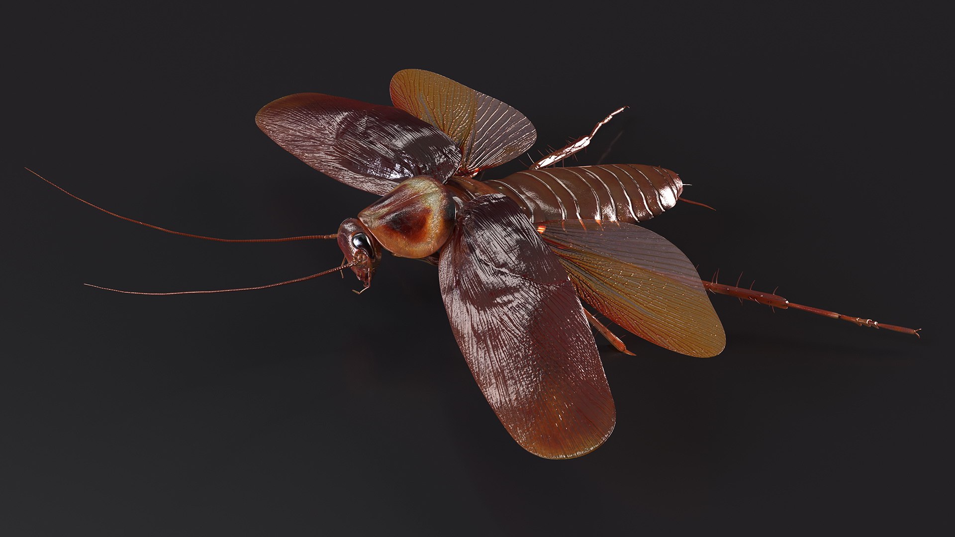 Flying Cockroach Rigged For Cinema 4D 3D Model - TurboSquid 2089077