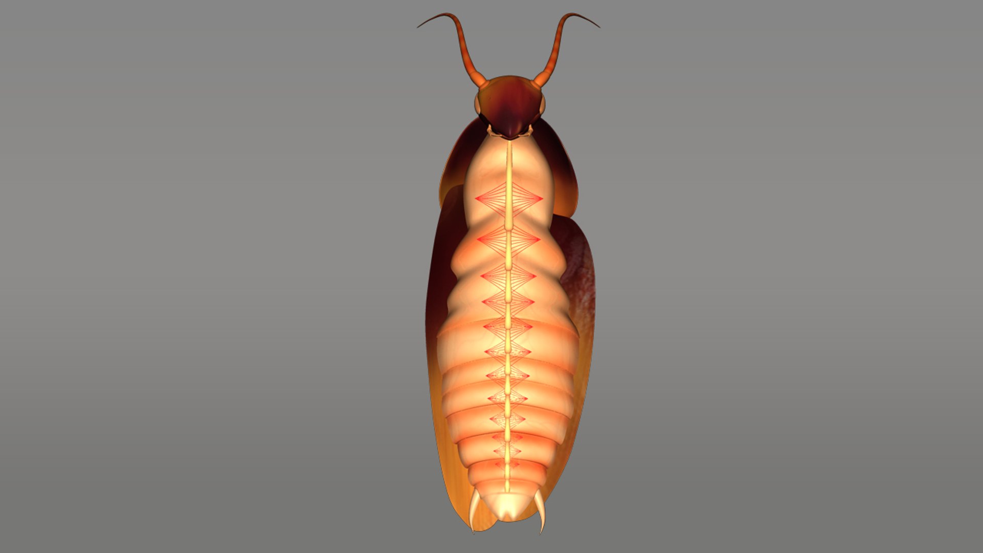 3d Cockroaches Insects Pests