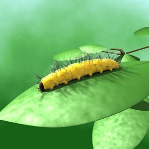 Caterpillar