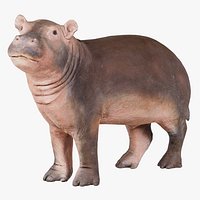 Infant Hippo Hippopotamus Amphibius Remastered