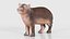 Infant Hippo Hippopotamus Amphibius Remastered