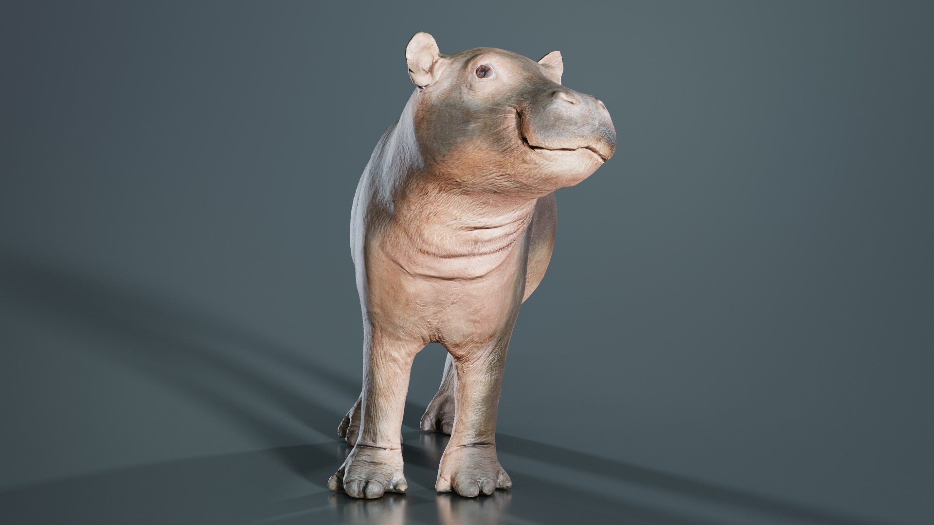 Infant Hippo Hippopotamus Amphibius Remastered 3D model https://p.turbosquid.com/ts-thumb/G3/lQ9xjp/a3/infant_hippo_hippopotamus_amphibius_06/jpg/1740087337/1920x1080/fit_q87/d05b5c115ca4bf7a0b7528169e42dc50d5316a07/infant_hippo_hippopotamus_amphibius_06.jpg