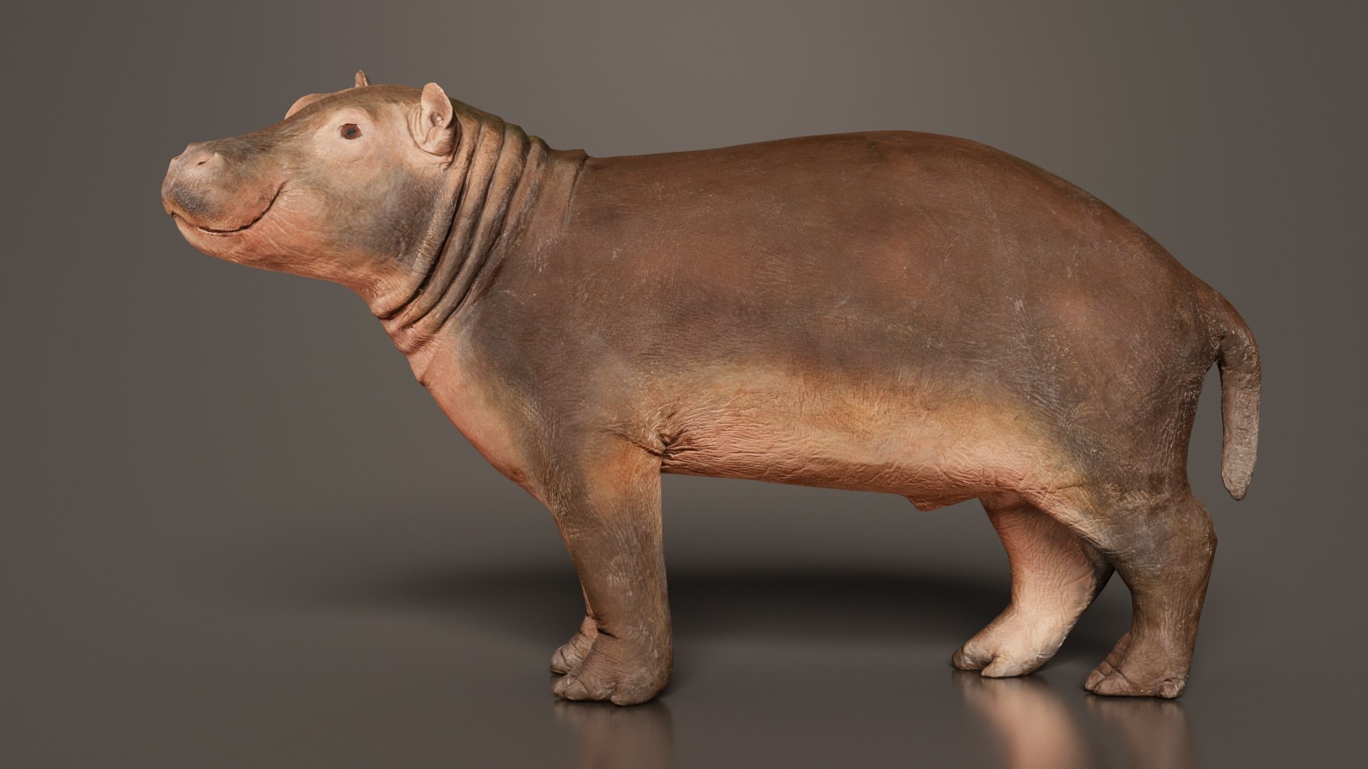 Infant Hippo Hippopotamus Amphibius Remastered 3D model https://p.turbosquid.com/ts-thumb/G3/lQ9xjp/pz/infant_hippo_hippopotamus_amphibius_01/jpg/1740087322/1920x1080/fit_q87/49aebff89c9f726dba9892da82b35b895c36c396/infant_hippo_hippopotamus_amphibius_01.jpg
