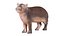 Infant Hippo Hippopotamus Amphibius Remastered