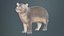 Infant Hippo Hippopotamus Amphibius Remastered