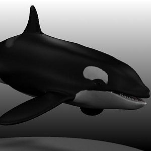female orca.obj