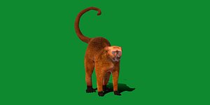 3D Blue Eyed Black Lemur