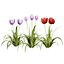 English Primroses  Red  Yellow Tulips 3D Asset model
