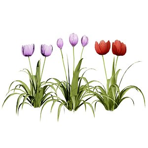 English Primroses  Red  Yellow Tulips 3D Asset