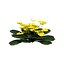 English Primroses  Red  Yellow Tulips 3D Asset model