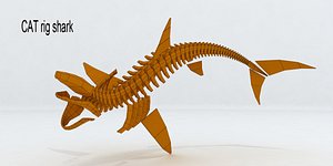 rig of shark