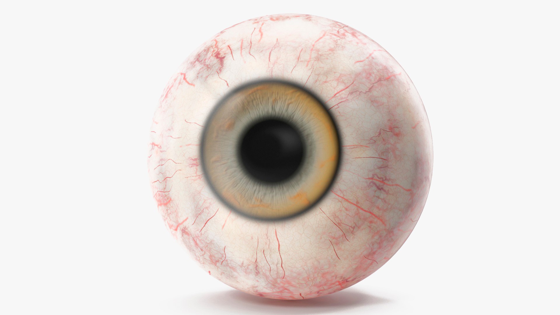Realistic Dog Eye 3D model preview