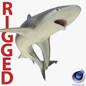 3d silvertip shark rigged