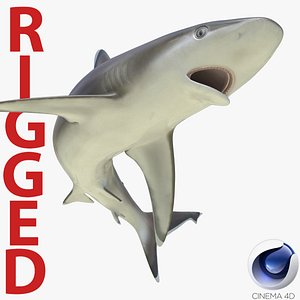 Silvertip Shark Rigged for Cinema 4D 3D Model