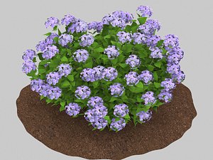 hydrangea