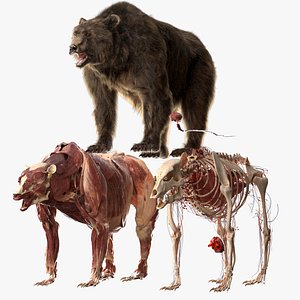 3D bear anatomy model