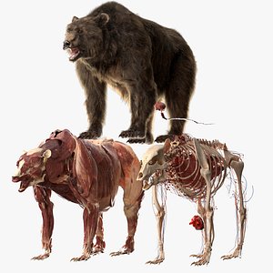 Bear Anatomy (Fur)