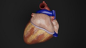 Human Anatomy-Heart 3D model