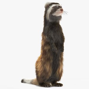 Vormela Peregusna Stands on His Hind Legs Fur 3D
