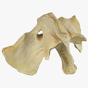 Real Domestic Calf Bos Primigenius Taurus Presphenoid Bone 01