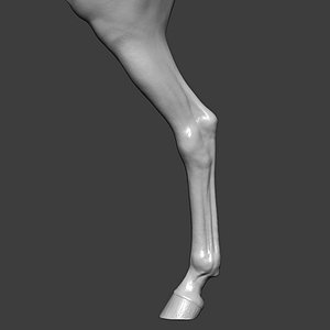 Horse Rear Leg Highpoly Sculpt model