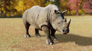 Rhino