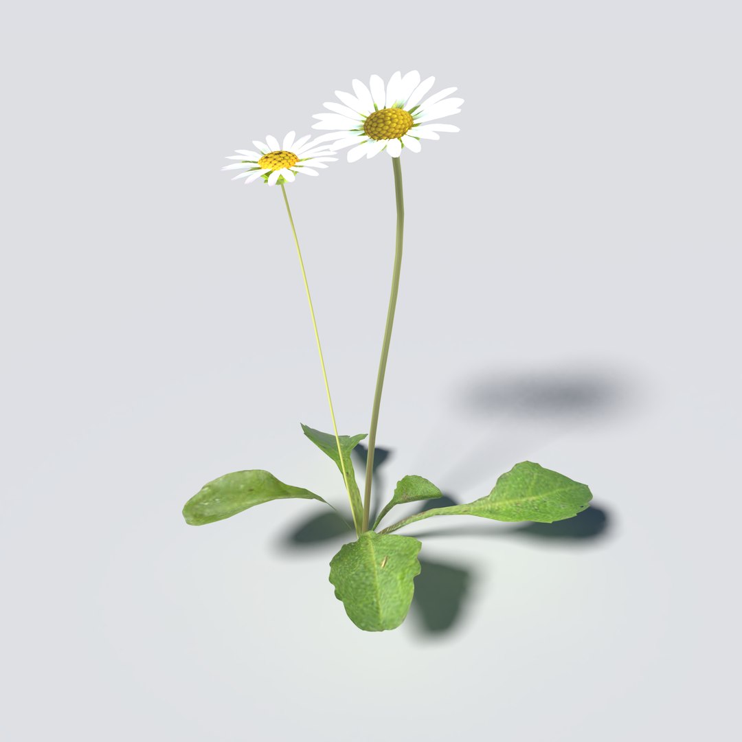 daisy pack 3D model https://p.turbosquid.com/ts-thumb/G4/gMzME0/4WujBypz/daisy_preview_05/png/1542409028/1920x1080/fit_q87/a393d01f4210ccbd525582c9284c44a8469e2c53/daisy_preview_05.jpg