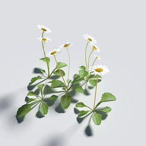 Daisy Pack