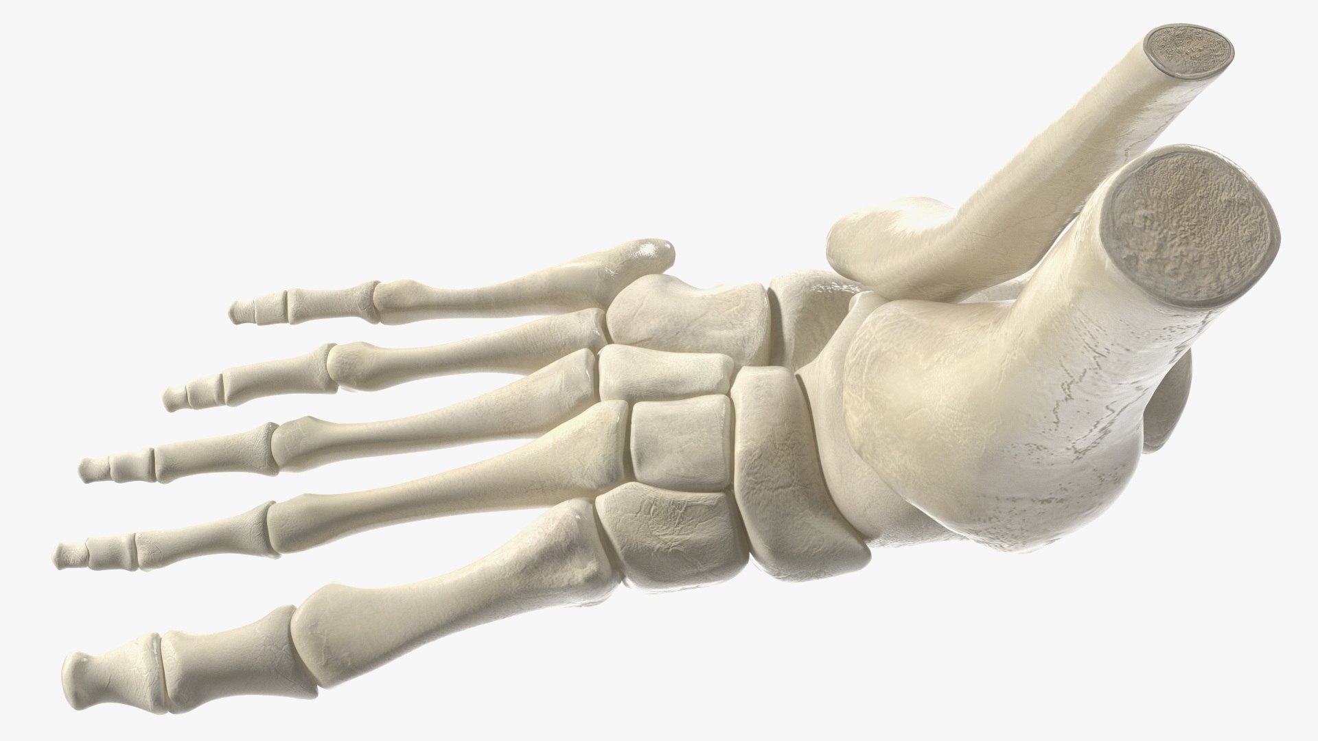 3D model Medical Anatomical Human Skeleton Foot - TurboSquid 2025925