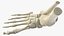 Medical Anatomical Human Skeleton Foot
