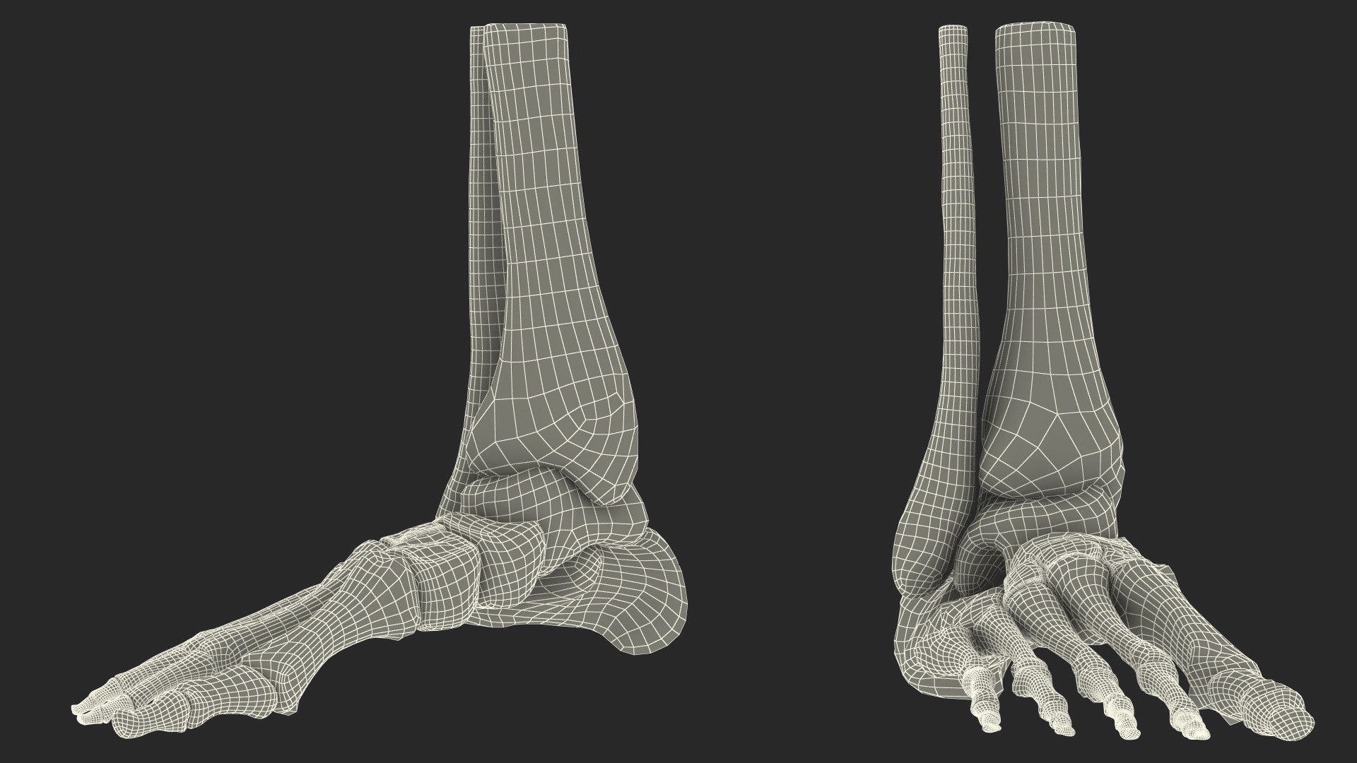 3D model Medical Anatomical Human Skeleton Foot https://p.turbosquid.com/ts-thumb/G4/jL9kTI/2y/medicalanatomicalhumanskeletonfoot3dsmodel028/jpg/1676015912/1920x1080/fit_q87/5374c4638f23b138996282a3948486a68fd17670/medicalanatomicalhumanskeletonfoot3dsmodel028.jpg