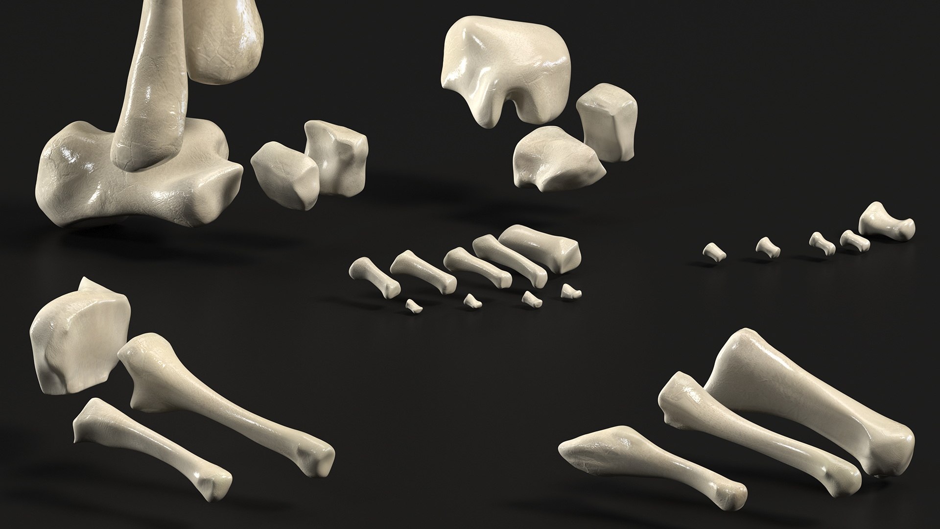 3D model Medical Anatomical Human Skeleton Foot https://p.turbosquid.com/ts-thumb/G4/jL9kTI/6K/medicalanatomicalhumanskeletonfoot3dsmodel009/jpg/1676015846/1920x1080/fit_q87/ae74ade18fa862dff0e139def5360af7787e4202/medicalanatomicalhumanskeletonfoot3dsmodel009.jpg