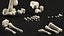 Medical Anatomical Human Skeleton Foot