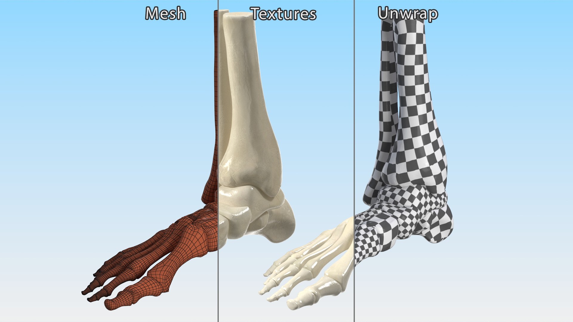 3D model Medical Anatomical Human Skeleton Foot https://p.turbosquid.com/ts-thumb/G4/jL9kTI/8O/medicalanatomicalhumanskeletonfoot3dsmodel019/jpg/1676015877/1920x1080/fit_q87/eb28f4b09ad14c01bf31b3d0cb6a18f958624690/medicalanatomicalhumanskeletonfoot3dsmodel019.jpg