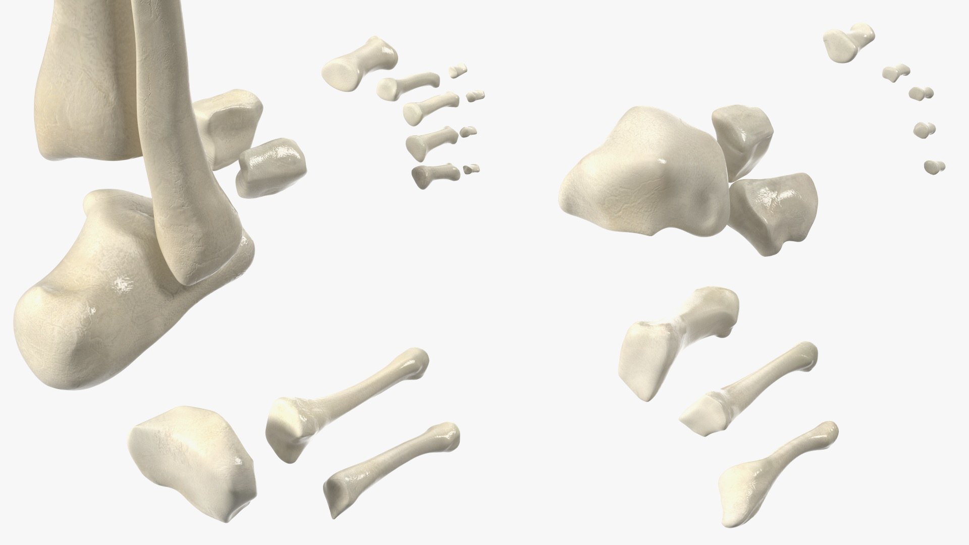 3D model Medical Anatomical Human Skeleton Foot https://p.turbosquid.com/ts-thumb/G4/jL9kTI/9S/medicalanatomicalhumanskeletonfoot3dsmodel018/jpg/1676015874/1920x1080/fit_q87/ebf533227e9ab9b0ea1953dd1e2f48d874796b5b/medicalanatomicalhumanskeletonfoot3dsmodel018.jpg