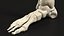 Medical Anatomical Human Skeleton Foot