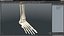 Medical Anatomical Human Skeleton Foot