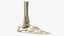 Medical Anatomical Human Skeleton Foot