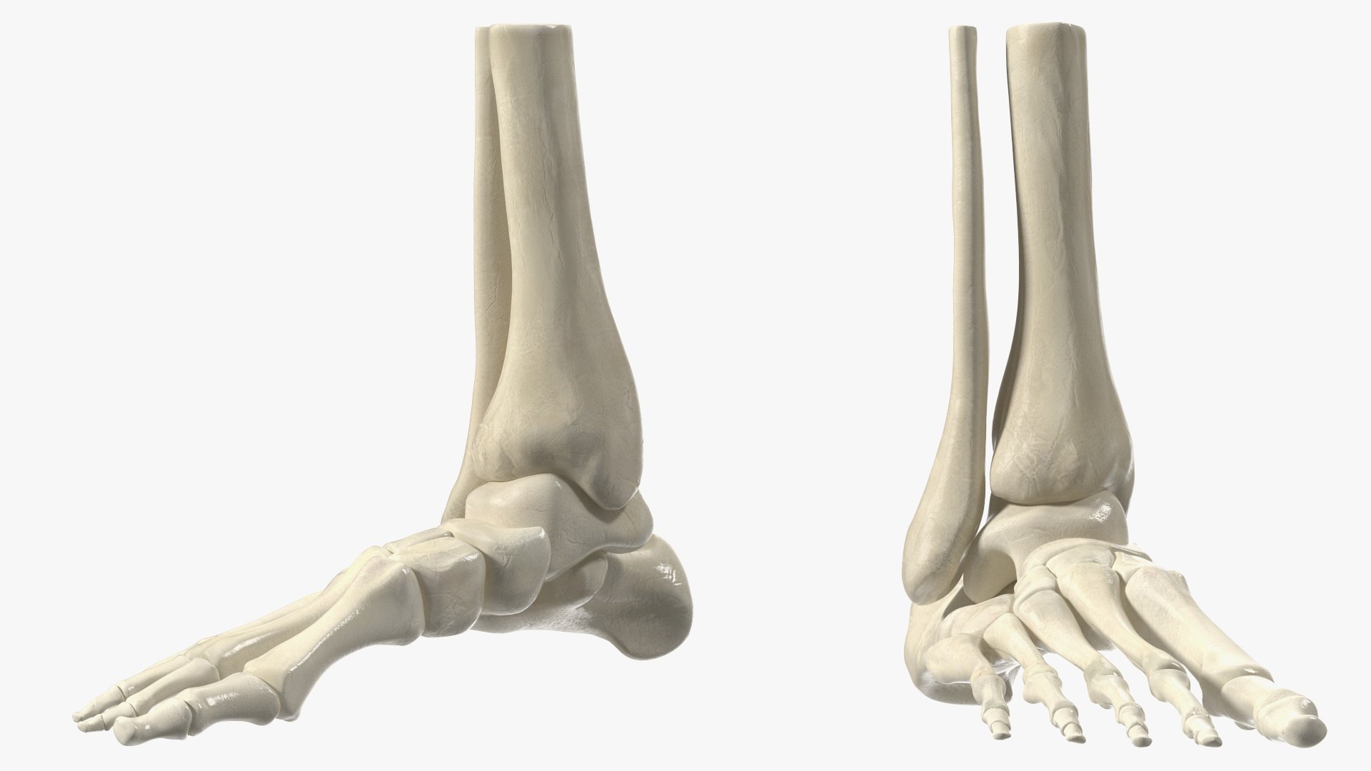 3D model Medical Anatomical Human Skeleton Foot https://p.turbosquid.com/ts-thumb/G4/jL9kTI/Im/medicalanatomicalhumanskeletonfoot3dsmodel012/jpg/1676015856/1920x1080/fit_q87/1d62a0d5b3164da9de41ded7f82cd267c748b8f9/medicalanatomicalhumanskeletonfoot3dsmodel012.jpg